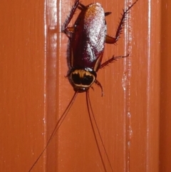 Periplaneta australasiae (Australasian cockroach) at Barunguba (Montague) Island - 23 Mar 2019 by HarveyPerkins