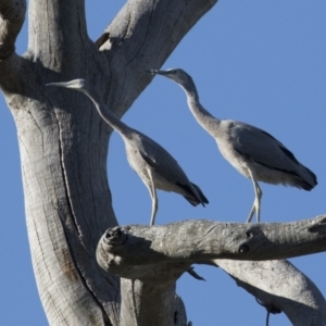 Egretta novaehollandiae at Michelago, NSW - 9 Jan 2019