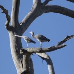 Egretta novaehollandiae at Michelago, NSW - 9 Jan 2019