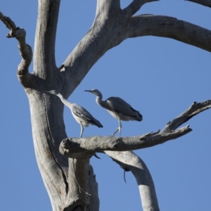 Egretta novaehollandiae at Michelago, NSW - 9 Jan 2019 05:21 PM