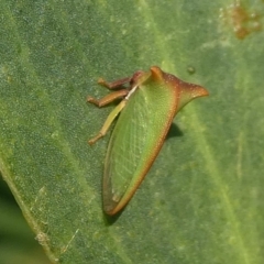 Sextius sp. (genus) (Green Treehopper) at Barunguba (Montague) Island - 22 Mar 2019 by HarveyPerkins