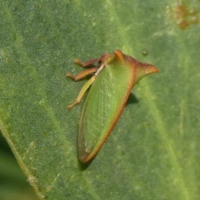 Sextius sp. (genus) (Green Treehopper) at Barunguba (Montague) Island - 22 Mar 2019 by HarveyPerkins