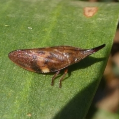 Philagra parva (Beaked spittlebug) at Barunguba (Montague) Island - 22 Mar 2019 by HarveyPerkins