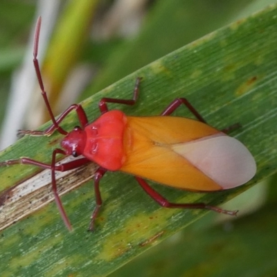 Oncopeltus (Oncopeltus) sordidus (Milk vine bug) at Barunguba (Montague) Island - 19 Mar 2019 by HarveyPerkins