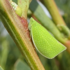 Siphanta sp. (genus) (Green planthopper, Torpedo bug) at Barunguba (Montague) Island - 20 Mar 2019 by HarveyPerkins