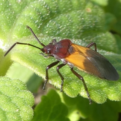 Oncopeltus (Oncopeltus) sordidus (Milk vine bug) at Barunguba (Montague) Island - 22 Mar 2019 by HarveyPerkins