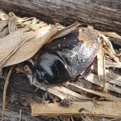 Adrisa sp. (genus) (Burrower bug) at Undefined, NSW - 24 Mar 2019 by HarveyPerkins