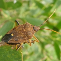 Poecilometis strigatus (Gum Tree Shield Bug) at Barunguba (Montague) Island - 24 Mar 2019 by HarveyPerkins