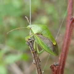 Plautia affinis (Green stink bug) at Barunguba (Montague) Island - 24 Mar 2019 by HarveyPerkins