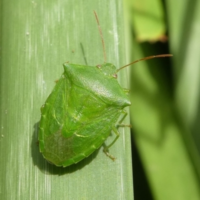 Cuspicona simplex (Green potato bug) at Undefined, NSW - 24 Mar 2019 by HarveyPerkins