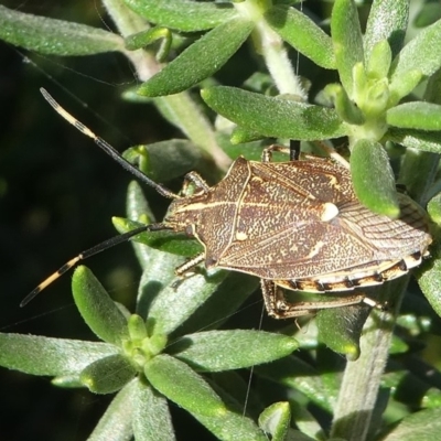 Oncocoris apicalis (Brown stink bug) at Barunguba (Montague) Island - 25 Mar 2019 by HarveyPerkins