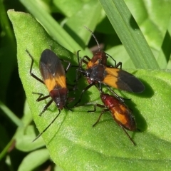 Oncopeltus (Oncopeltus) sordidus (Milk vine bug) at Barunguba (Montague) Island - 26 Mar 2019 by HarveyPerkins
