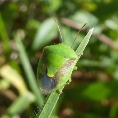 Plautia affinis (Green stink bug) at Barunguba (Montague) Island - 26 Mar 2019 by HarveyPerkins