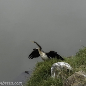 Anhinga novaehollandiae at Greenway, ACT - 19 Apr 2019