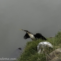 Anhinga novaehollandiae at Greenway, ACT - 19 Apr 2019