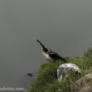 Anhinga novaehollandiae at Greenway, ACT - 19 Apr 2019