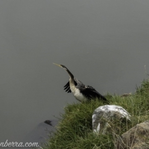 Anhinga novaehollandiae at Greenway, ACT - 19 Apr 2019