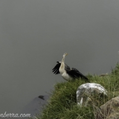 Anhinga novaehollandiae at Greenway, ACT - 19 Apr 2019