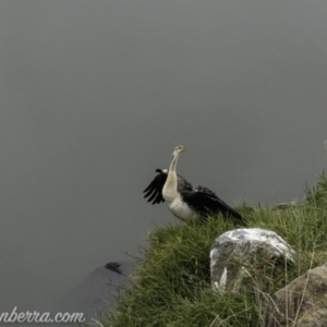 Anhinga novaehollandiae at Greenway, ACT - 19 Apr 2019