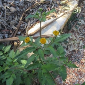 Bidens pilosa var. minor at Flynn, ACT - 17 Apr 2019