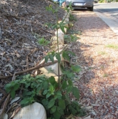 Bidens pilosa var. minor at Flynn, ACT - 17 Apr 2019