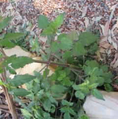 Bidens pilosa var. minor at Flynn, ACT - 17 Apr 2019 10:45 AM