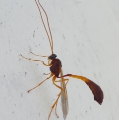 Ichneumonidae (family) (Unidentified ichneumon wasp) at Barunguba (Montague) Island - 19 Mar 2019 by HarveyPerkins