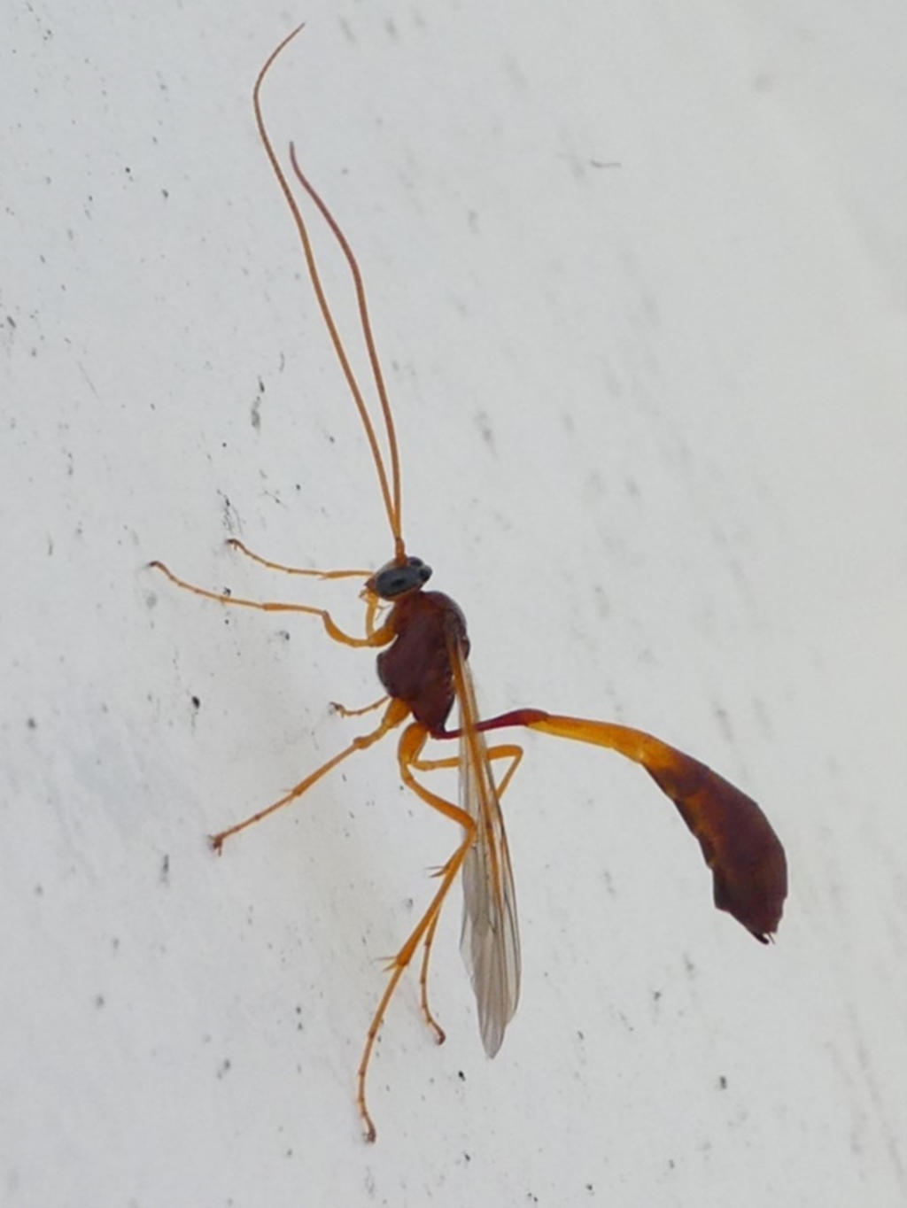 Ichneumonidae (family) at Undefined, NSW - 19 Mar 2019