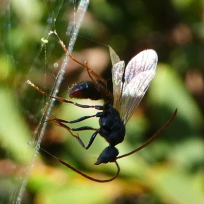 Myrmecia sp. (genus) (Bull ant or Jack Jumper) at Barunguba (Montague) Island - 19 Mar 2019 by HarveyPerkins