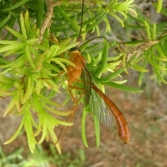 Netelia sp. (genus) (An Ichneumon wasp) at Undefined, NSW - 21 Mar 2019 by HarveyPerkins