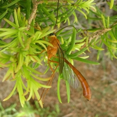 Netelia sp. (genus) (An Ichneumon wasp) at Undefined, NSW - 20 Mar 2019 by HarveyPerkins