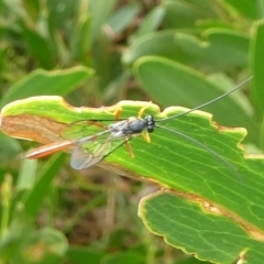 Heteropelma scaposum (Two-toned caterpillar parasite wasp) at Barunguba (Montague) Island - 20 Mar 2019 by HarveyPerkins