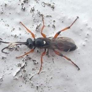 Ichneumon promissorius at Undefined, NSW - 21 Mar 2019 10:31 AM