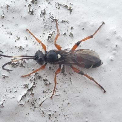 Ichneumon promissorius (Banded caterpillar parasite wasp) at Barunguba (Montague) Island - 20 Mar 2019 by HarveyPerkins