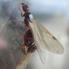 Formicidae (family) (Unidentified ant) at Barunguba (Montague) Island - 22 Mar 2019 by HarveyPerkins