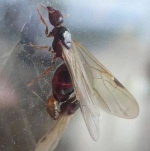 Formicidae (family) at Undefined, NSW - 22 Mar 2019 06:42 PM