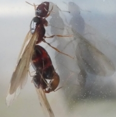 Formicidae (family) at Undefined, NSW - 22 Mar 2019 06:42 PM