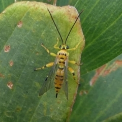 Xanthopimpla sp. (genus) (A yellow Ichneumon wasp) at Barunguba (Montague) Island - 22 Mar 2019 by HarveyPerkins