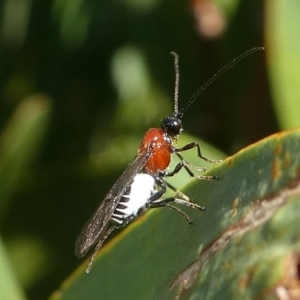 Braconidae (family) at Undefined, NSW - 23 Mar 2019 09:52 AM