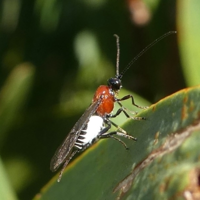 Braconidae (family) (Unidentified braconid wasp) at Undefined, NSW - 23 Mar 2019 by HarveyPerkins