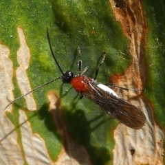 Braconidae (family) at Undefined, NSW - 23 Mar 2019 09:52 AM