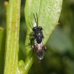 Chalcididae (family) (Unidentified chalcid wasp) at Undefined, NSW - 23 Mar 2019 by HarveyPerkins