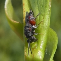 Chalcididae (family) at Undefined, NSW - 23 Mar 2019