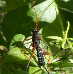 Echthromorpha intricatoria (Cream-spotted Ichneumon) at Undefined, NSW - 26 Mar 2019 by HarveyPerkins