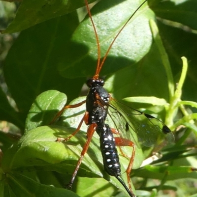 Echthromorpha intricatoria (Cream-spotted Ichneumon) at Undefined, NSW - 26 Mar 2019 by HarveyPerkins