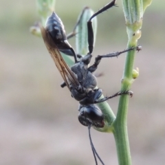 Isodontia sp. (genus) (Unidentified Grass-carrying wasp) at Point Hut to Tharwa - 29 Jan 2019 by michaelb