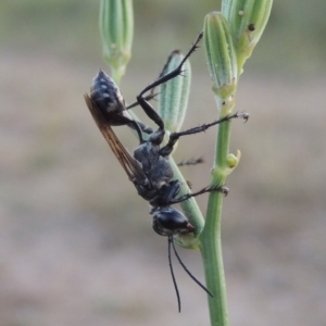 Isodontia sp. (genus) at Paddys River, ACT - 29 Jan 2019 09:13 PM