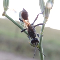 Isodontia sp. (genus) at Paddys River, ACT - 29 Jan 2019 09:13 PM