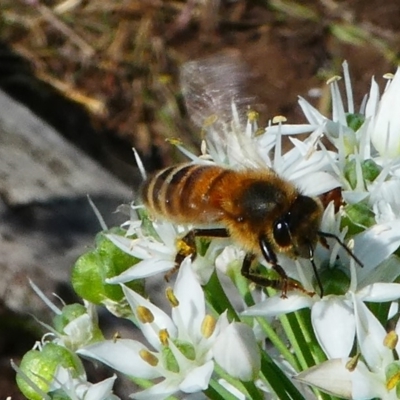 Apis mellifera (European honey bee) at Barunguba (Montague) Island - 19 Mar 2019 by HarveyPerkins