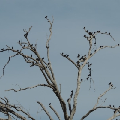Sturnus vulgaris (Common Starling) at Paddys River, ACT - 12 Mar 2019 by michaelb